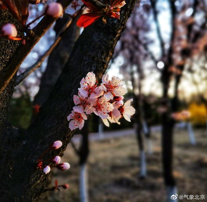 迎着朝阳盛开的花，娇羞可人哦~梁伟/摄