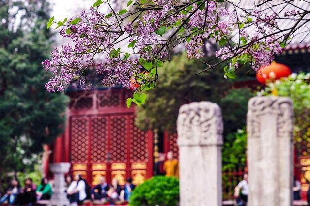 人间戏场法源寺：一座与死亡相关的千年寺庙，如今丁香花开动京城