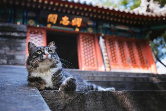 人间戏场法源寺：一座与死亡相关的千年寺庙，如今丁香花开动京城