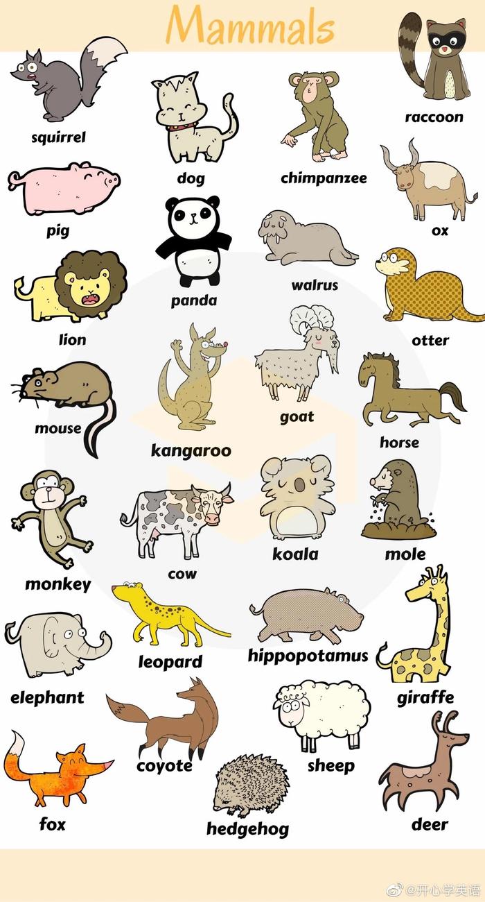 关于动物词汇的图片英语知识，很适合当图片教具！