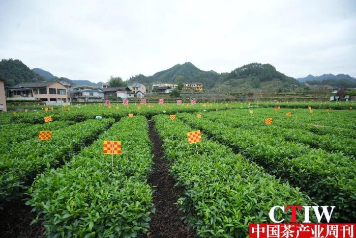 湖南省茶叶研究所联合中国茶研所举办绿色防控助力生态茶园建设现场会-第2张图片-福建名茶