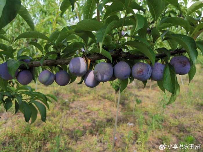 几月份种葫芦苗 w700d1q75cms.jpg