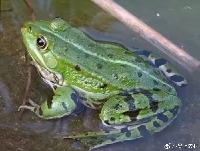 青蛙叫声视频大全 w700d1q75cms.jpg