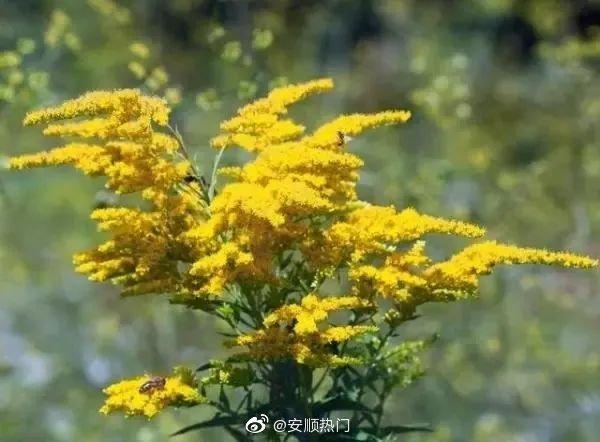 市民反映：加拿大一枝黄花现身安顺！