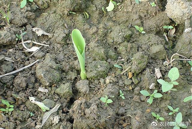 烟嘧磺隆除草剂人能喝死人吗_烟嘧磺隆除草剂有效期_烟嘧磺隆除草剂