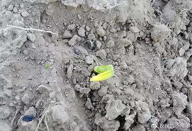 烟嘧磺隆除草剂有效期_烟嘧磺隆除草剂人能喝死人吗_烟嘧磺隆除草剂
