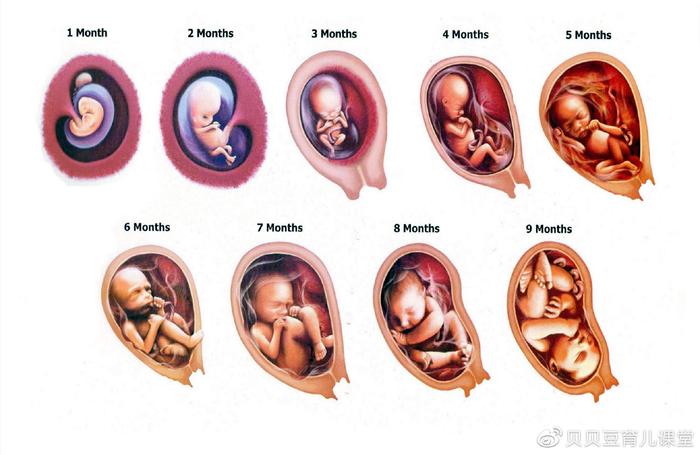 孕育阶段，孕7月起才是胎儿“猛涨期”，过早进补反而有碍发育