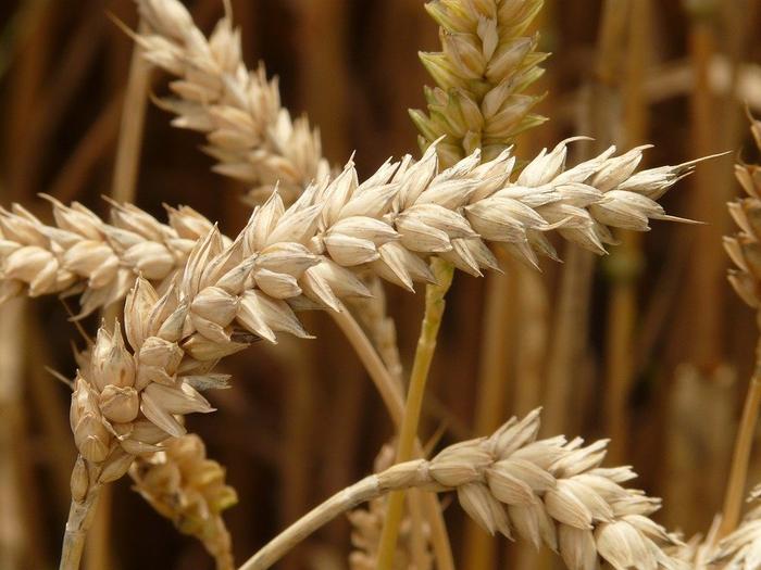 小麦稻谷库存可够全国吃一年，这个时候到底有没有必要屯粮？