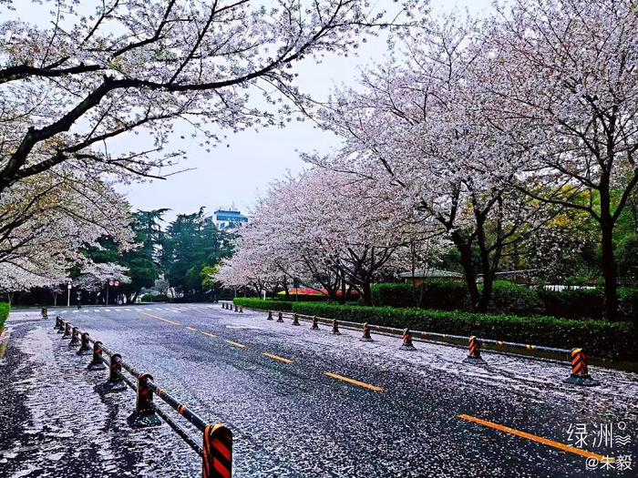 武汉同学发过来大雨过后的武大樱花，花开如梦，花落如雪。