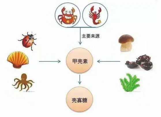 壳聚糖治什么病膳尊宝·壳寡糖科普:现代“文明病”与壳寡糖缺乏_新闻资讯_第4张_活检穿刺产品网 壳聚糖治什么病膳尊宝·壳寡糖科普:现代“文明病”与壳寡糖缺乏_https://www.jmylbn.com_新闻资讯_第4张
