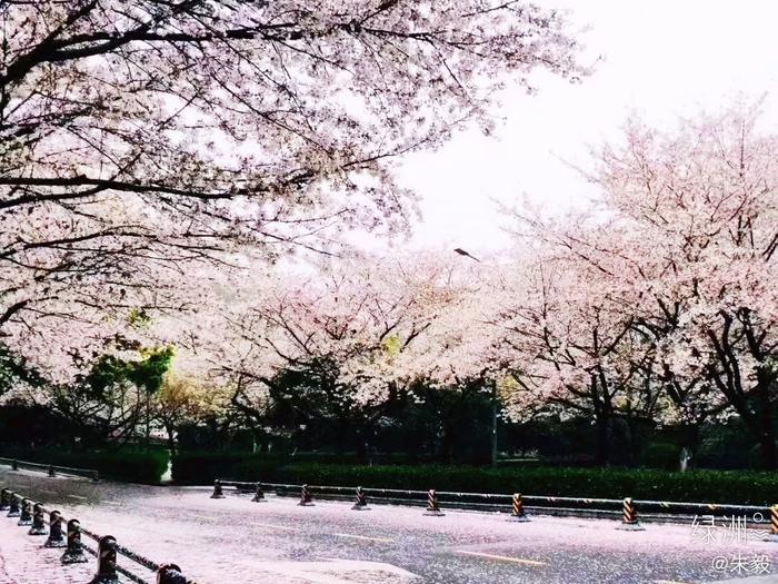 武汉同学发过来大雨过后的武大樱花，花开如梦，花落如雪。