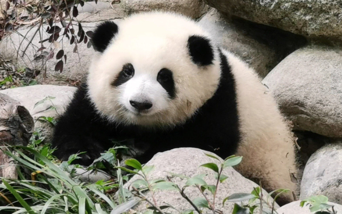 巨型病毒发现始末