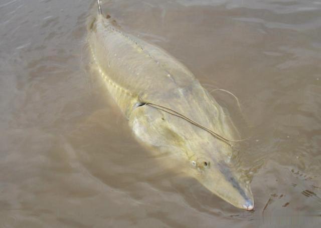 世界最大的淡水鱼，体长可达5.6米，唯有黑龙江流域才有！