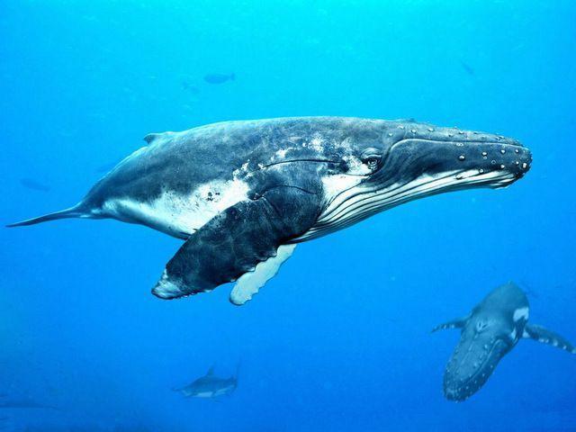 地球上5大重型动物，蓝鲸180吨居榜首，你都见过了吗？