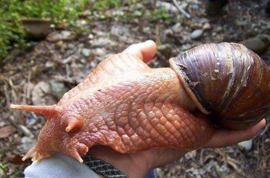 全球罕见的10大巨型生物: 中国娃娃鱼榜上有名, 螃蟹吃人