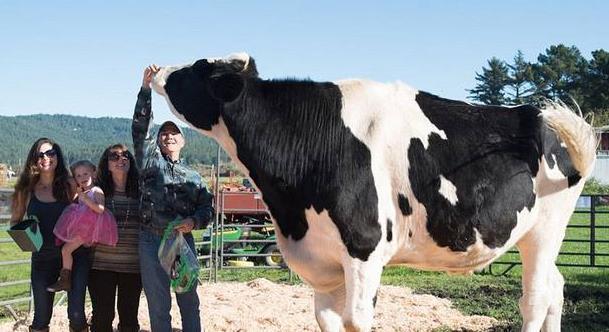 全球罕见的10大巨型生物: 中国娃娃鱼榜上有名, 螃蟹吃人