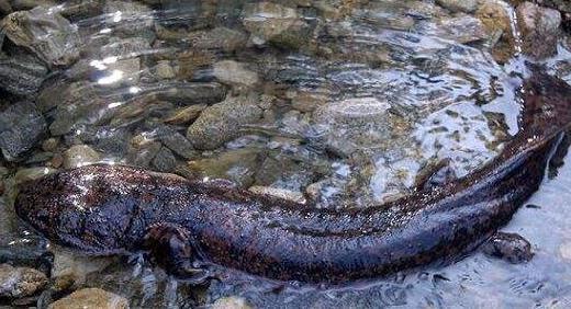 全球罕见的10大巨型生物: 中国娃娃鱼榜上有名, 螃蟹吃人