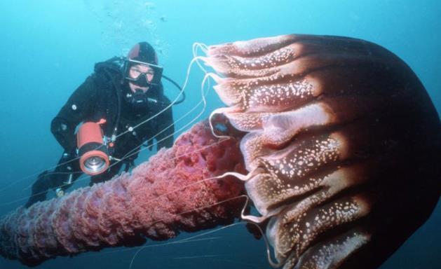 全球罕见的10大巨型生物: 中国娃娃鱼榜上有名, 螃蟹吃人