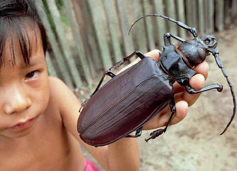 全球罕见的10大巨型生物: 中国娃娃鱼榜上有名, 螃蟹吃人