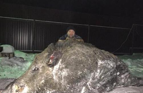 全球罕见的10大巨型生物: 中国娃娃鱼榜上有名, 螃蟹吃人