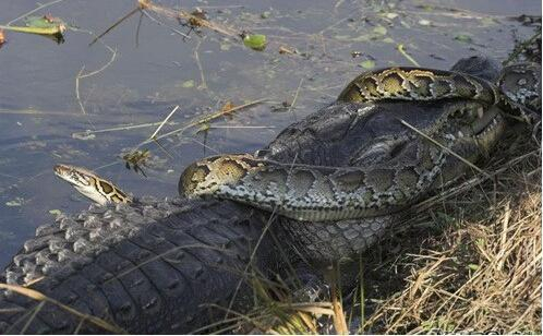 梦境交织，我梦见蟒蛇与鳄鱼的生死较量