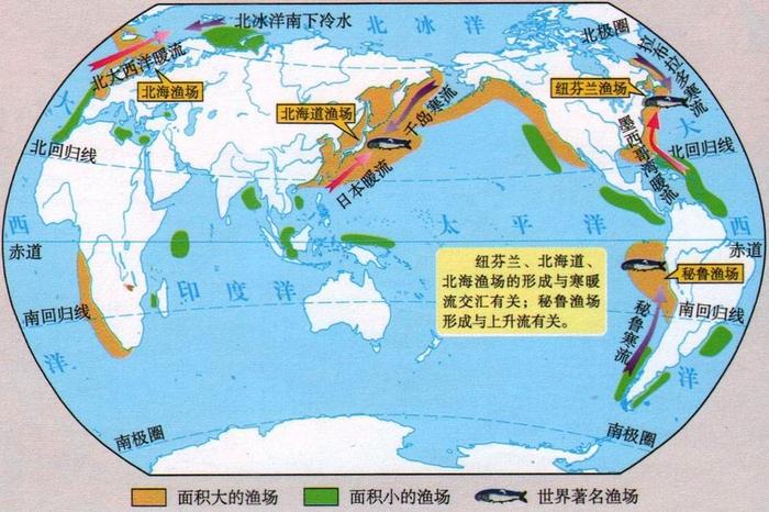 世界著名的“四大渔场”分布在哪儿？它们的形成原因是什么？