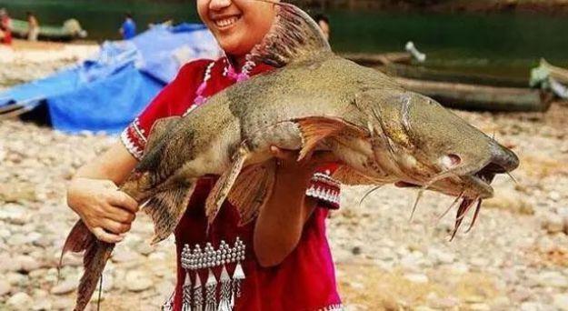 澜沧江里的“奇鱼”，肉色像老南瓜，古代只有贵客才能吃！