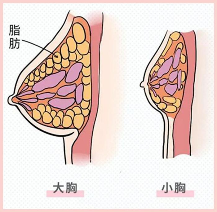 女生的胸，真的越大越好吗？