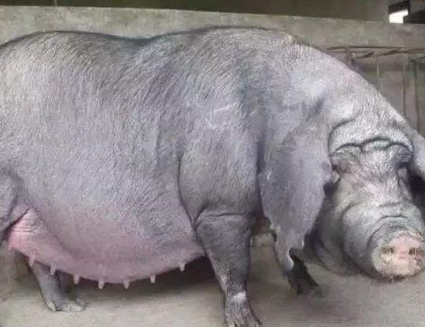 牛世界精猪　 Woinic，世界上最大的野猪- ADT des Ardennes