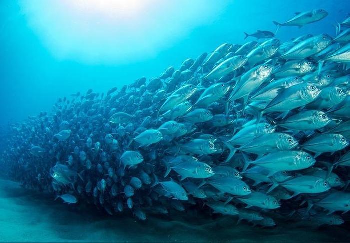 世界著名的“四大渔场”分布在哪儿？它们的形成原因是什么？