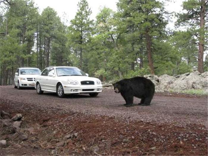 动物怎么过马路？黑熊堵住车不让走，短吻鳄拖着一个大尾巴