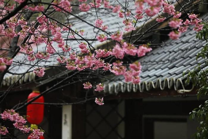 国内两个樱花园都号称世界三大赏樱地,谁更美游客心中自有一杆秤