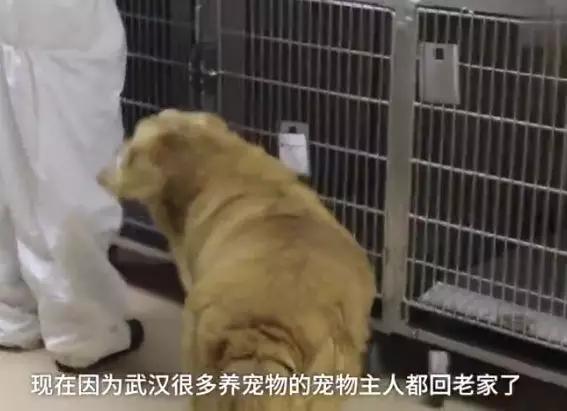 武汉封城后，他们照顾着十多个宠物，每天给1200多宠物免费问诊
