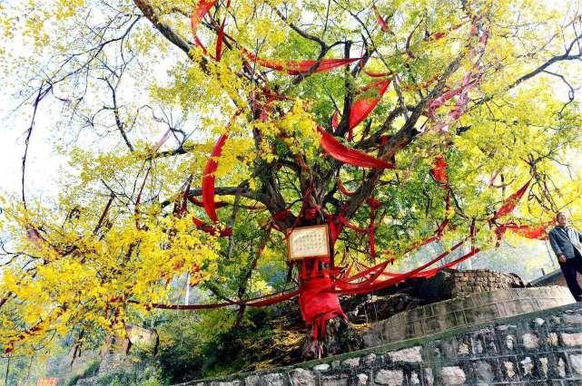 在农村，常见的黄檀树为何叫“不知春”呢？它究竟有什么价值呢？