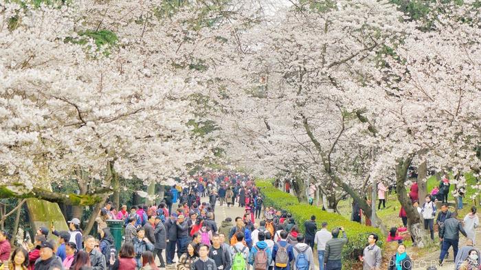 国内两个樱花园都号称世界三大赏樱地,谁更美游客心中自有一杆秤