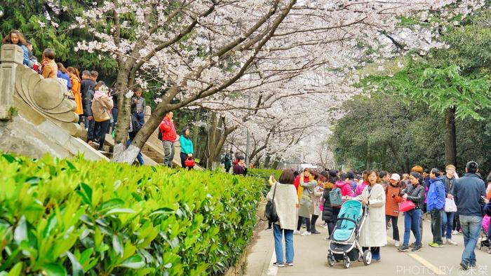 国内两个樱花园都号称世界三大赏樱地,谁更美游客心中自有一杆秤