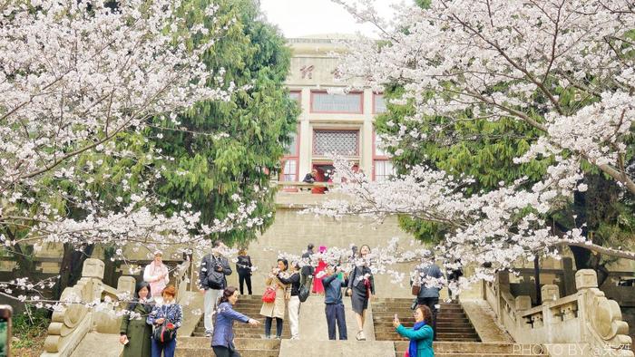 国内两个樱花园都号称世界三大赏樱地,谁更美游客心中自有一杆秤