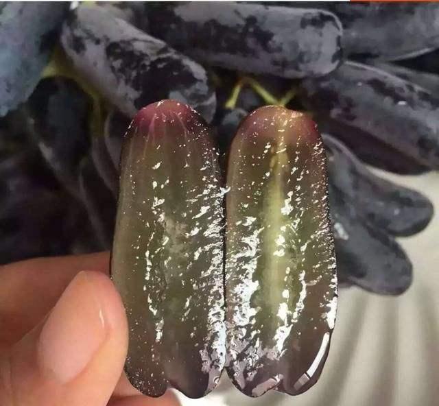 石榴苹果别种了！这果树﹣10度冻不死，甜如蜂蜜，比石榴好吃多了