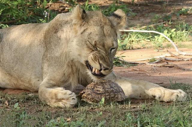 肯尼亚的狮子敢捕杀犀牛大象，却对一只小小的豹龟无从下手