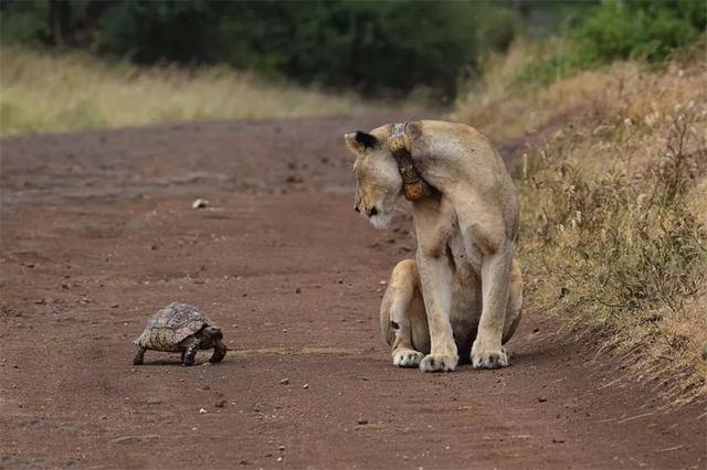 肯尼亚的狮子敢捕杀犀牛大象，却对一只小小的豹龟无从下手