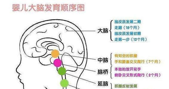 哈佛研究表明：儿童大脑发育的3次“高峰期”，父母要知道