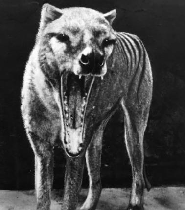 灭绝了83年的袋狼为何会重新出现？
