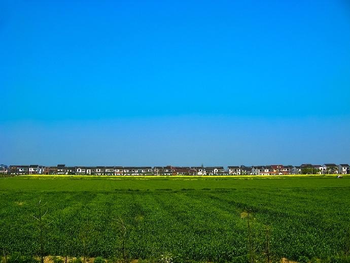 走进油菜花盛开的“湖中之岛”，上海淀山湖畔最美乡村蔡浜村