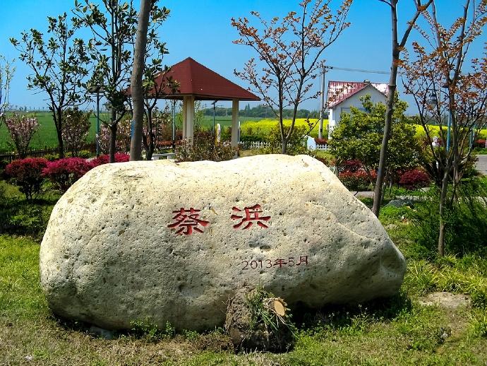 走进油菜花盛开的“湖中之岛”，上海淀山湖畔最美乡村蔡浜村