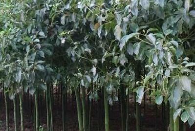 香樟树生长速度