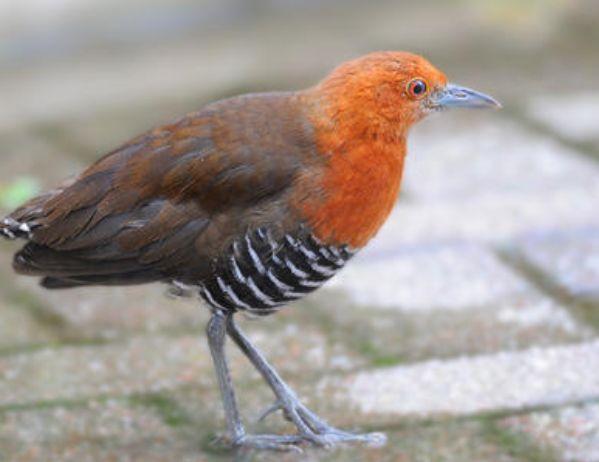 这种鸟已经灭绝13万年，如今科学家发现它死里复生了，怎么回事？