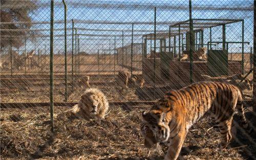 南非狮子狩猎场：108头圈养狮遭虐待，被人捕猎时还用电击棒驱赶