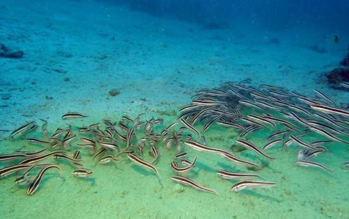 美国海滩出现奇怪生物，疑是来自外星？科学家出来辟谣