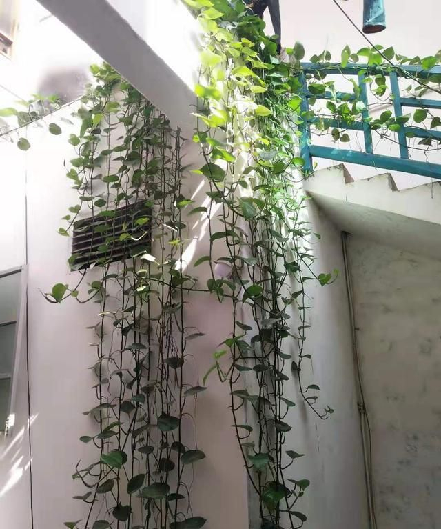 绿萝这几种造型,动手打扮下,美观又大方