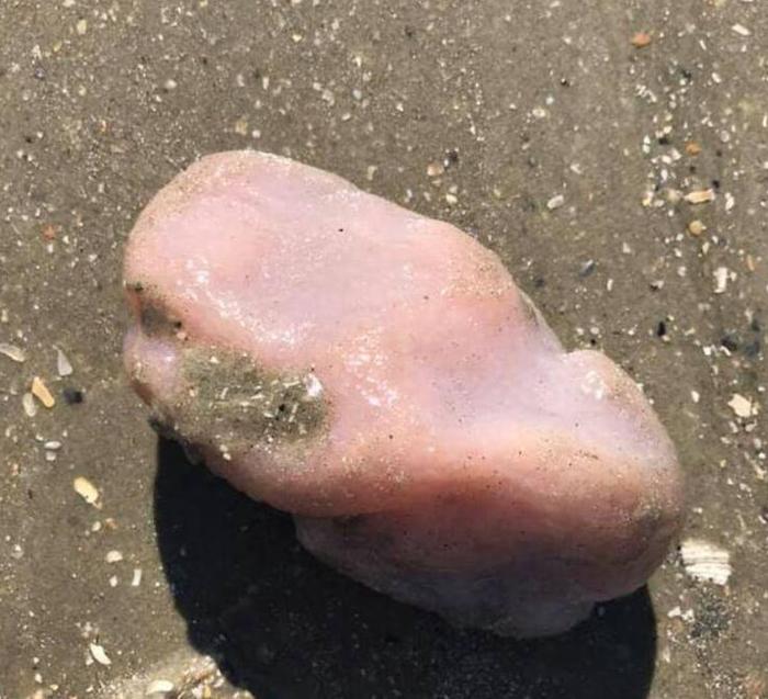 美国海滩出现奇怪生物，疑是来自外星？科学家出来辟谣